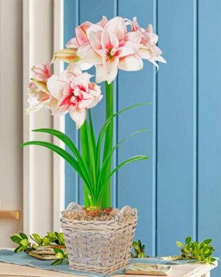 elvas amaryllis pot paint by numbers