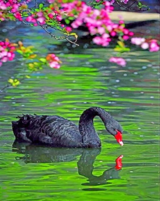 black-swan-paint-by-numbers