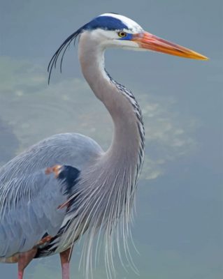 great-blue-heron-paint-by-numbers