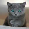 Russian-Blue-cat-paint-by-numbers