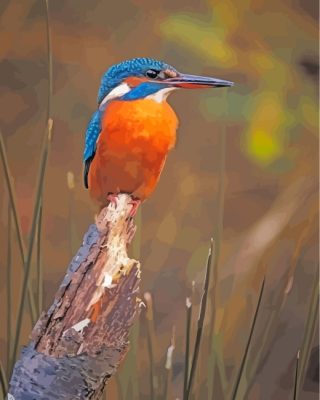 kingfisher-bird-paint-by-numbers