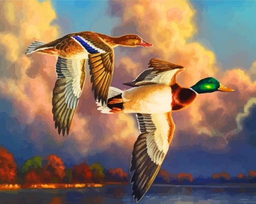 Waterfowl Birds Paint by numbers