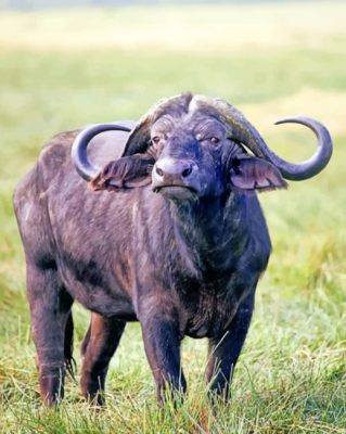 African-buffalo-animal-paint-by-numbers (1)