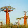 Alley Of The Baobabs Madagascar Paint by numbers
