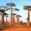 Avenue Of The Baobabs Paint by numbers