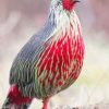 Blood Pheasant Paint by numbers