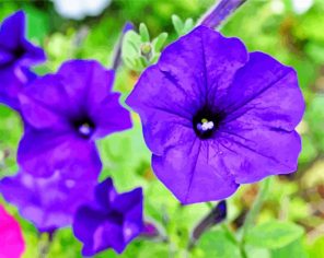 Blue Petunia Paint by numbers