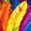 Colorful-Feathers-paint-by-numbers-1