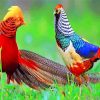 Golden Pheasant Birds Paint by numbers