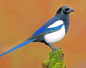 Magpie Paint by numbers