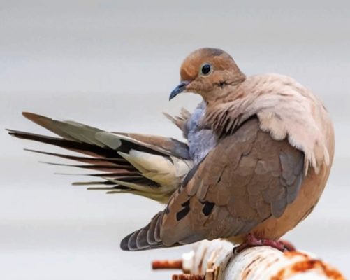 Mourning Dove Bird Paint by numbers