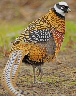 Pheasant Bird paint by numbers