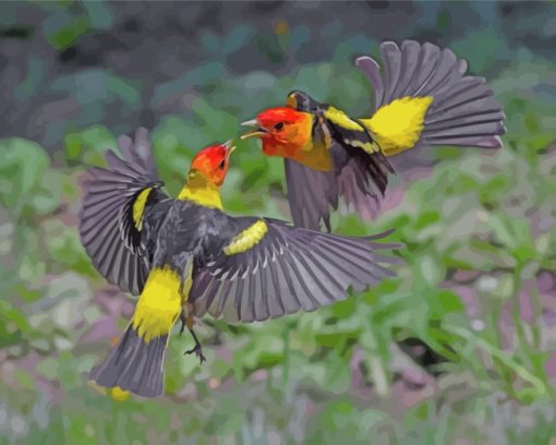 Western Tanager Birds Paint by numbers