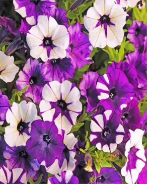 White And Purple Petunia Paint by numbers
