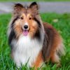 Adorable Sheltie Paint by numbers
