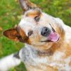 australian-Red-Heeler-paint-by-number