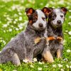 australian-cattle-dog-puppies-paint-by-numbers