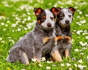 australian-cattle-dog-puppies-paint-by-numbers