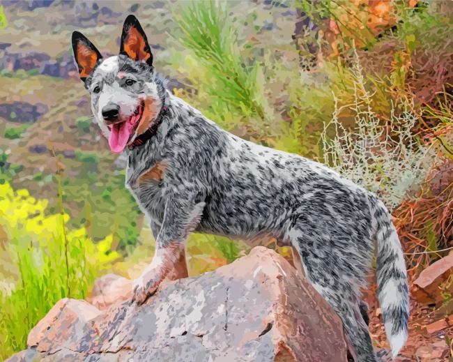australian-cattle-dog-puppy-paint-by-numbers