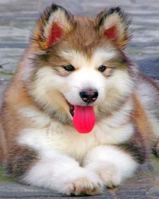 baby-fluffy-alaskan-malamute-paint-by-numbers