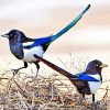 Black Billed Magpie Paint by numbers