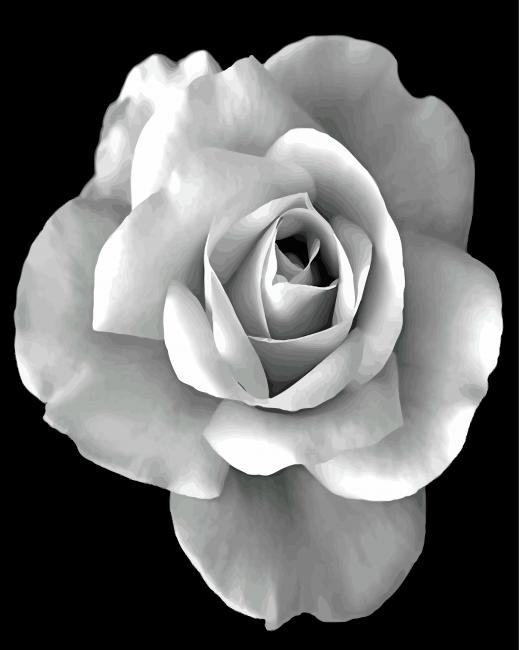 blakc-and-white-rose-paint-by-numbers