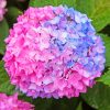 blue-and-ppink-hydrangea-paint-by-numbers