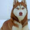 brown-husky-with-blue-eyes-paint-by-numbers