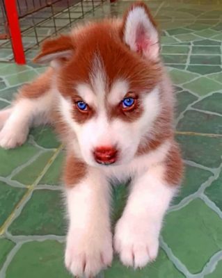 brown-puppy-husky-paint-by-numbers