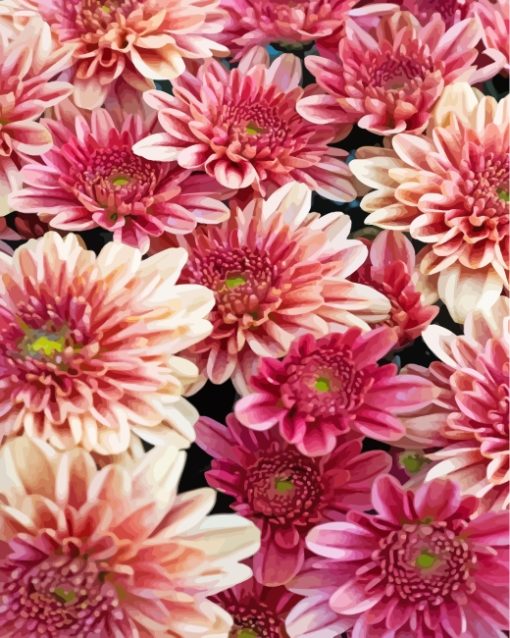 chrysanthemum-flowers-paint-by-numbers