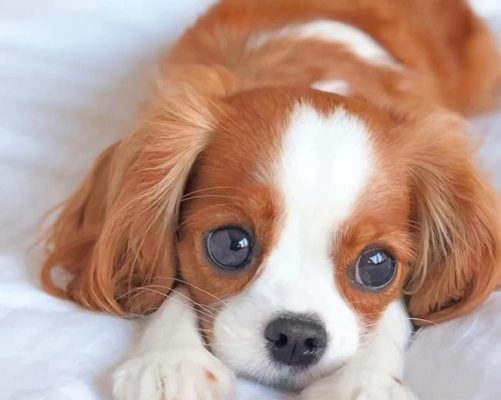 cute-king-charles-spaniel-puppy-paint-by-number