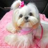 cute-shih-tzu-paint-by-numbers-1
