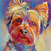 Cute Yorkshire Terrier Paint by numbers