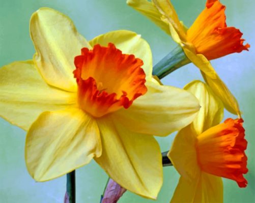 Aesthetic Daffodils Paint by numbers