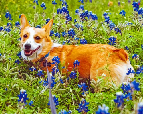 Dog And Bluebonnet Paint by numbers