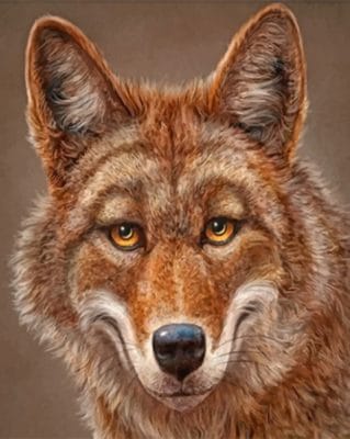 Happy Coyote Paint by numbers