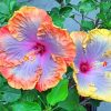 Hibiscus Flowers Paint by numbers