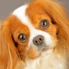 king-charles-cavalier-pet-paint-by-number