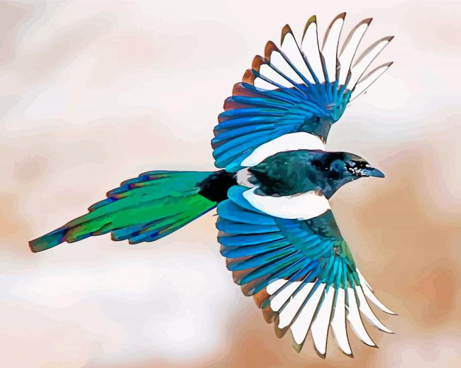 Magpie Bird Flying Paint by numbers