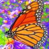 monarch-butterfly-paint-by-numbers-510x639-1