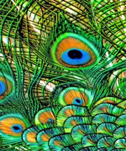 peacock-feather-2-paint-by-numbers
