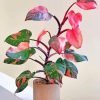 pink-philodendron-paint-by-number