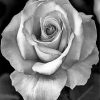 realistic-roses-black-and-white-paint-by-number