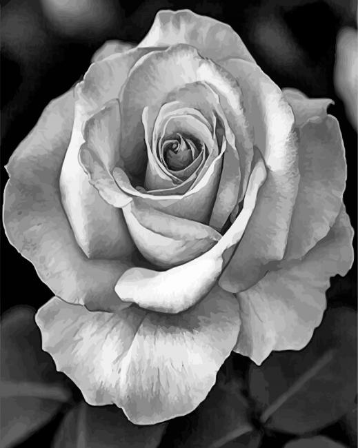 realistic-roses-black-and-white-paint-by-number