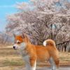 Sakura Shiba Inu Dog Paint by numbers