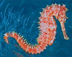 Seahorse Paint by numbers