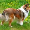 Sheltie Dog Paint by numbers