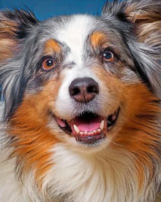 Sheltie Pet Paint by numbers