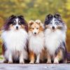 Cute Shelties Dogs Paint by numbers