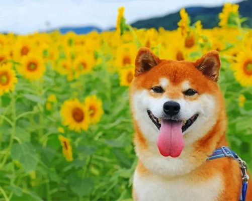 Shiba Inu In A Field Of Sunflowers Paint by numbers